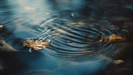Fototapeta premium Leaf in Rippling Water
