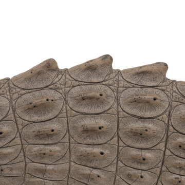 Crocodile skin texture with osteoderms and pores