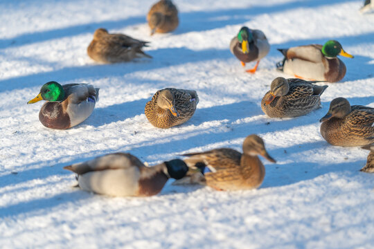 Mallard flock moving in low sun, long blue shadows stretching across textured snow, energetic shifts in posture and spacing, vivid color contrast and lively winter scene