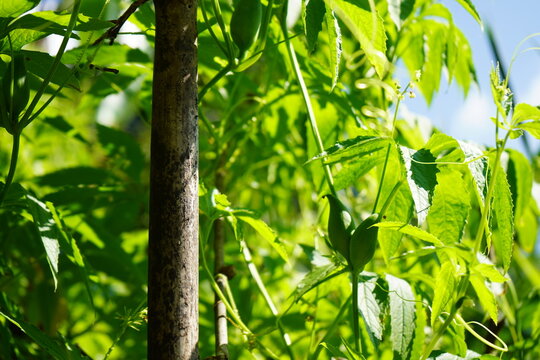 Fresh green Caigua or Achocha fruits growing on climbing vines in a sunny garden