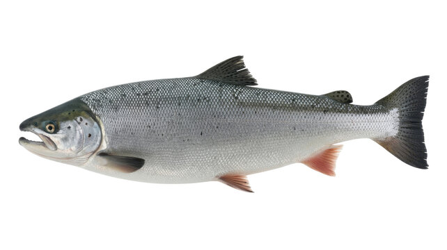 Silver salmon fish on white background silver fish isolated on a transparent background