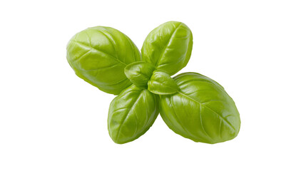 Fototapeta premium Fresh basil leaf isolated on transparency background vibrant green color aromatic herb used in cooking healthy ingredient natural organic close up culinary vegetarian