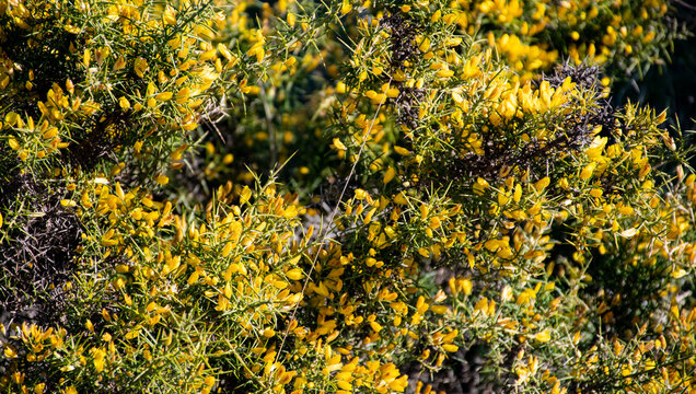 Aliaga o aulaga morisca (Ulex parviflorus) es un arbusto espinoso de la familia de las legumbres