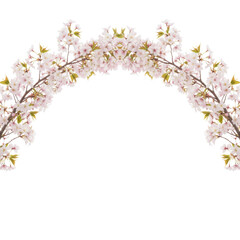 Obraz premium Cherry blossom arch border with black background