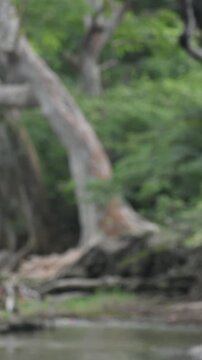 Menik Ganga (Menik River) flowing down through Trees (Kumbuk, Arjun, Terminalia Arjuna) on its Banks, Kataragama, Sri Lanka.