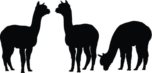 Black silhouette of three alpacas standing and grazing silhouettes white background animals © Borhan Creatives