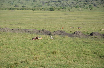 jackal eating an animal