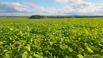 Vibrant and Lush Green Soybean Fields Spreading Out Under a Clear and Bright Blue Sky Above Us