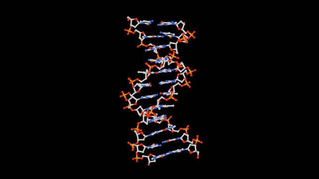 B-DNA Sticks CPK Model Color-Coded Atomic DNA Visualization, Rotating Nucleic Acid Animation, 4K 60fps Molecular Biochemistry Video