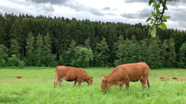 Cows are eating grass in a field surrounded by trees. The weather is cloudy and the cows move around while grazing on the fresh grass.