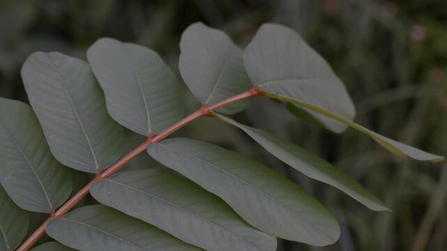 Close-Up Static Shot of Senna Alata Leaves in Indonesia with Details 4K