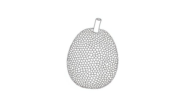 Jackfruit Outline Drawing, Exotic Tropical Fruit, Vector Illustration