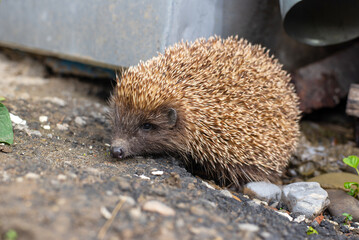 Wild European hedgehog walking on the ground in a backyard © Olha Semeniv