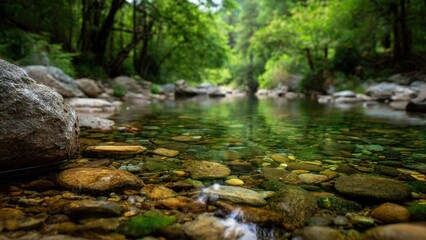 Fototapeta premium Tranquil creek with clear water and rocks