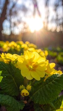Sunny yellow primroses bloom with sun flares and blurred trees in the background