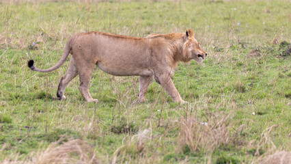 Fototapeta premium Young Male Lion shaking his head in the Masai Mara National Park in East Africa Kenya KEN