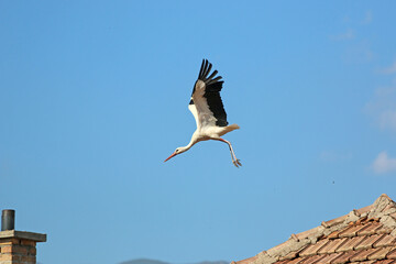 Obraz premium White stork flying from a chimney 
