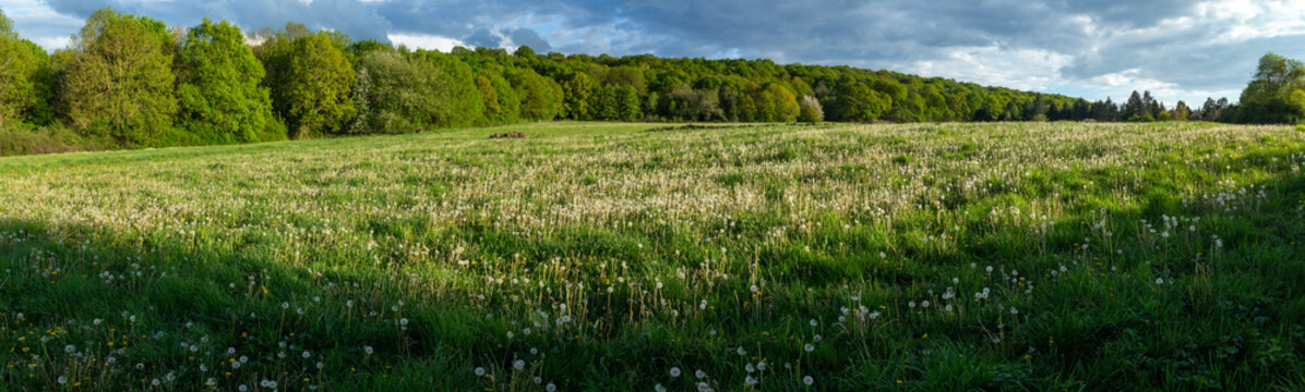 Panorama meadow with dandelion - Springtime - Ile-de-France - France
