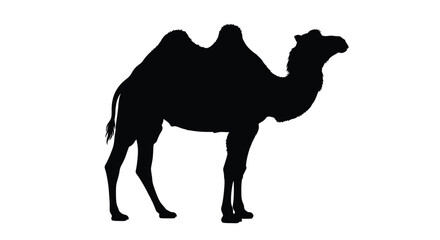 A striking black silhouette of a dromedary camel against a white background © SHM707k