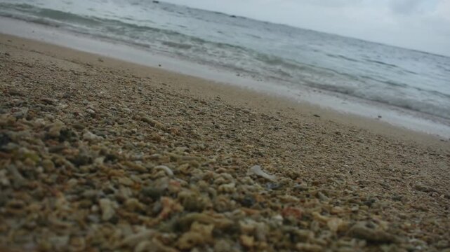 Seashells in Polhena Beach, Matara, Sri Lanka.