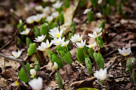 Bloodroot flowering in new england springtime
