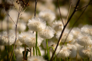 Wiosenny mniszek lekarski. copy space. © Lidia