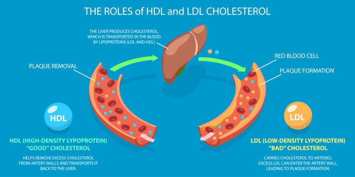 3D Isometric Flat Vector Illustration of HDL And LDL Cholesterol, Transport And Plaque Formation Demonstrated With Visuals