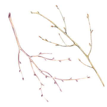 Two brown branches of a leafless tree. Watercolor illustration of a botanical element on an isolated background. A clipart of bare branches with buds in natural colors for the design of autumn and