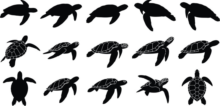 Collection of sea turtle silhouettes and detailed graphic swimming vector illustrations