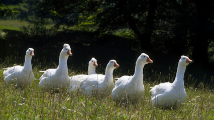 Group of white domestic geese walking in a green grassy meadow on a sunny day © Vera Kuttelvaserova