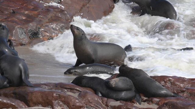 A Cape fur seal enjoys the sun rays at the Cape Cross seal colony in Namibia