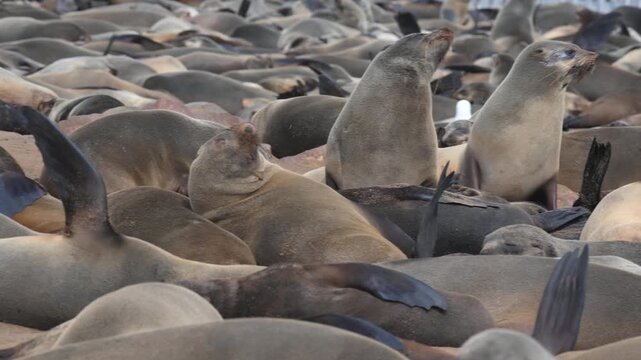 A Cape fur seal enjoys the sun rays at the Cape Cross seal colony in Namibia