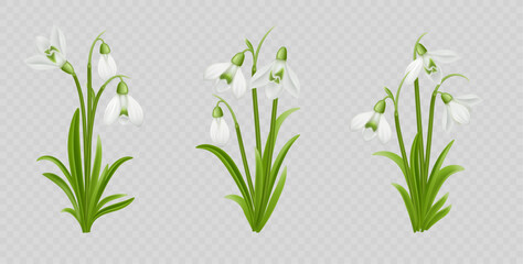 Three realistic snowdrop flower clusters with white petals and green leaves isolated on transparent background. Spring botanical elements for seasonal design, greeting cards, and nature themes. © zahozhenko