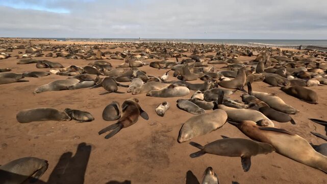 A Cape fur seal enjoys the sun rays at the Cape Cross seal colony in Namibia