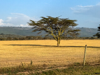 Fototapeta premium Umbrella Thorn Acacia Tree in Kenyan Savanna with Harvested Grain Field
