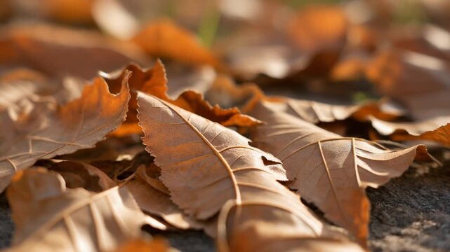 Brown leaves on the ground autumn.