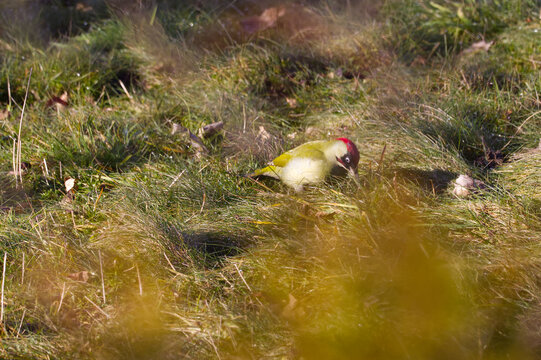 European Green Woodpecker Picus viridis foraging in green grass during spring, wildlife bird portrait and ecology concept.