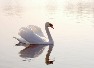 Obraz premium Graceful white swan floating on a peaceful lake during misty morning.