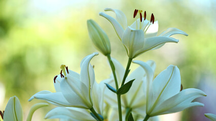 Lilium. white lily field. beautiful lily flower, close-up. delicate white lilies in the garden, in the flowerbed. floral background. blurred green natural background. summer garden