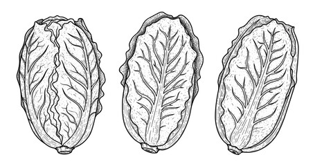 Fototapeta premium Detailed black and white illustrations of three romaine lettuce heads with intricate veining