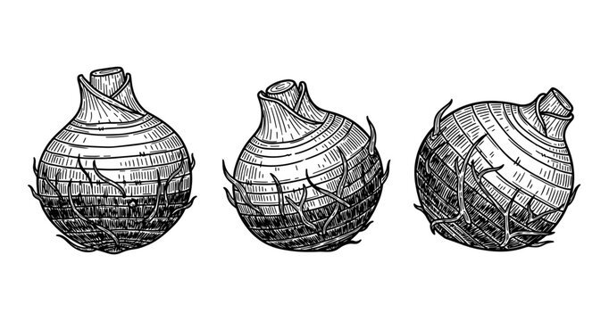 Detailed black and white drawing of three taro root illustrations with textured lines