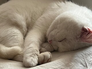 sleeping newborn baby sleeping © Аліна Мороз