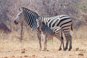 Obraz premium Zebra young and adult in Botswana, Africa