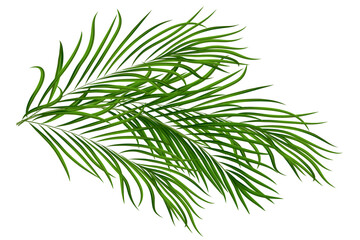 Tropical palm leaves. Realistic green fronds for summer designs. Lush foliage create exotic jungle atmosphere. Vector illustration © wild
