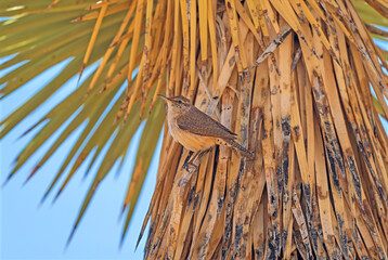 Canyon Wren on the Trunk of a Joshua Tree