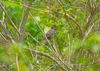 Female Red Winged Blackbird Singing in a Marsh