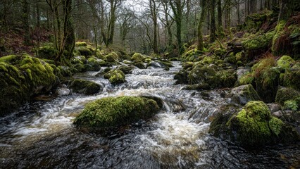 Obraz premium Forest river with moss-covered rocks