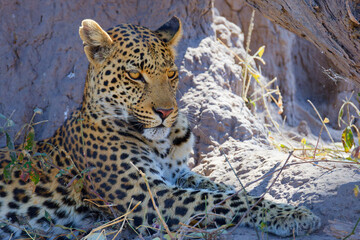 leopard in the tree © Sam