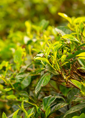 Obraz premium A close-up of fresh tea leaves on a plantation. Industrial tea cultivation in Sri Lanka. Close-up of tea bushes.