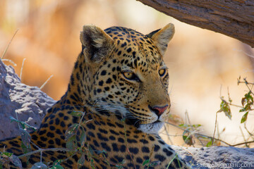 portrait of a leopard © Sam
